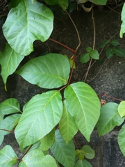 Toxicodendron orientale