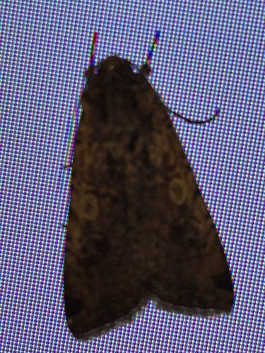 iNaturalist observation photo of Variegated Cutworm Moth
