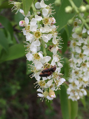 Atalantycha bilineata