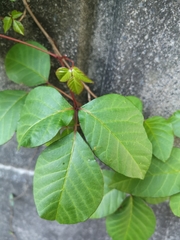 Toxicodendron orientale