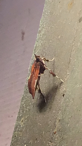 Boxwood Leaftier Moth photo 6