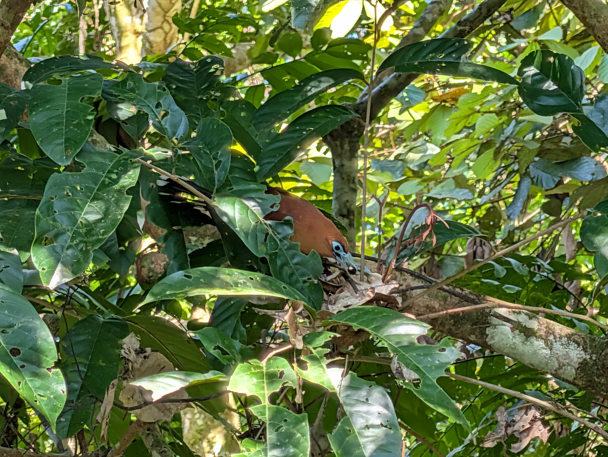 Raffles's Malkoha (Rhinortha chlorophaea), photo 7