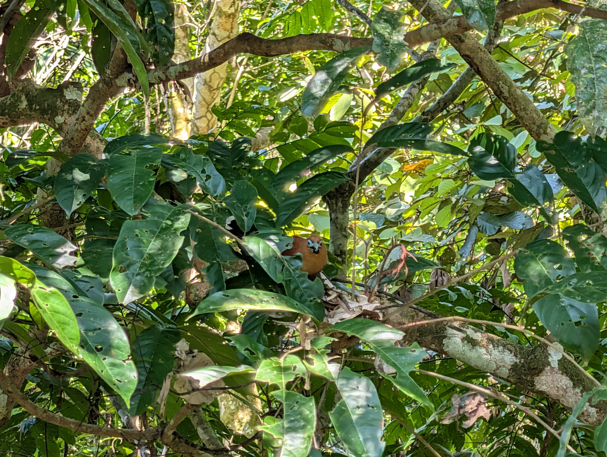 Raffles's Malkoha (Rhinortha chlorophaea), photo 8