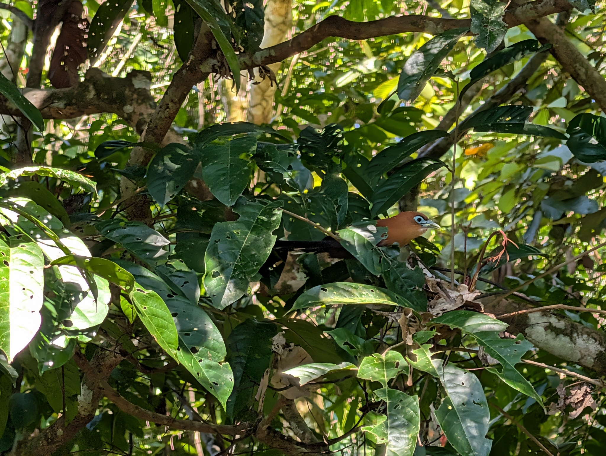 Raffles's Malkoha (Rhinortha chlorophaea), photo 9