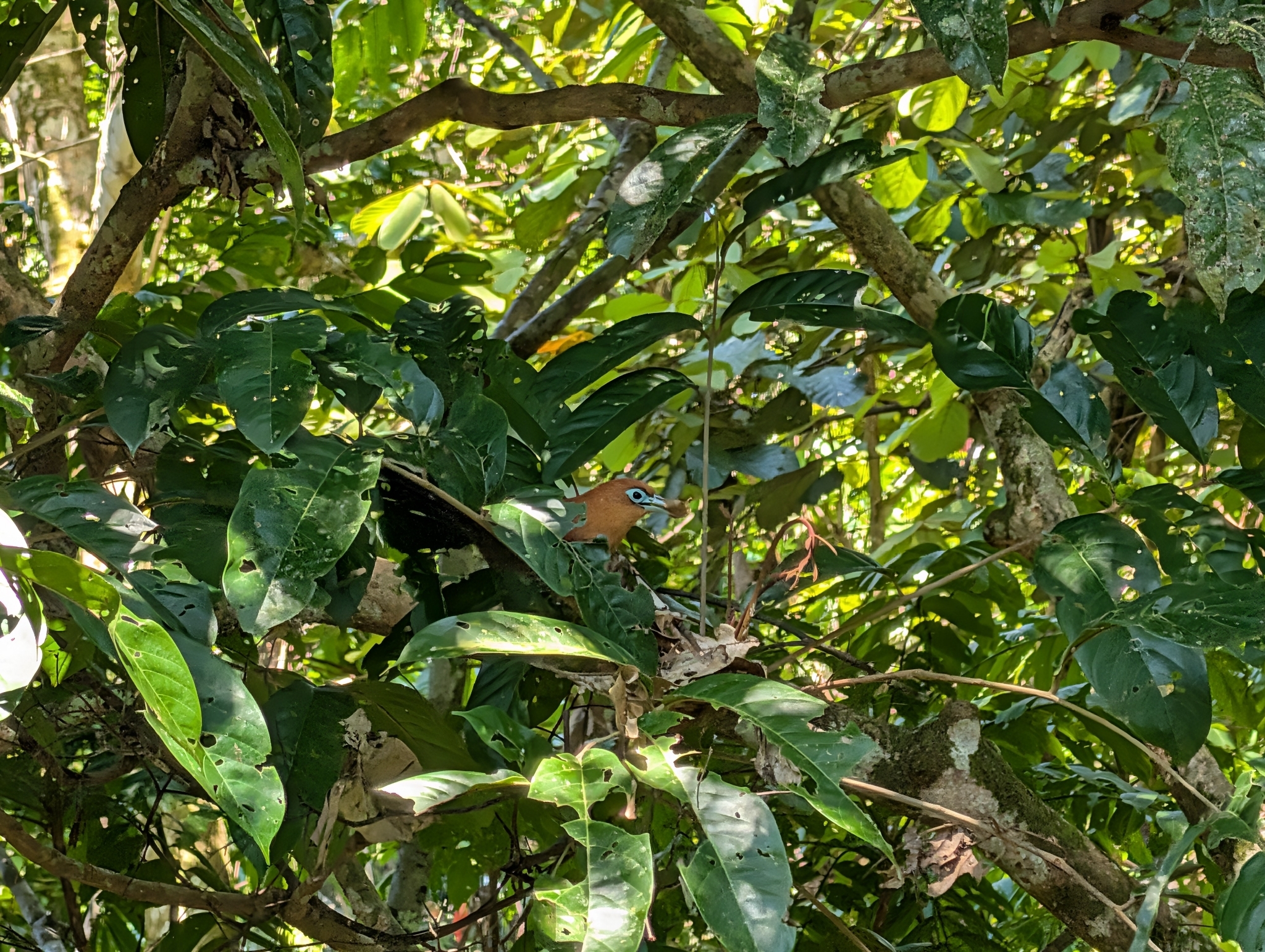 Raffles's Malkoha (Rhinortha chlorophaea), photo 10