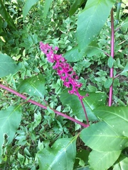 Phytolacca americana