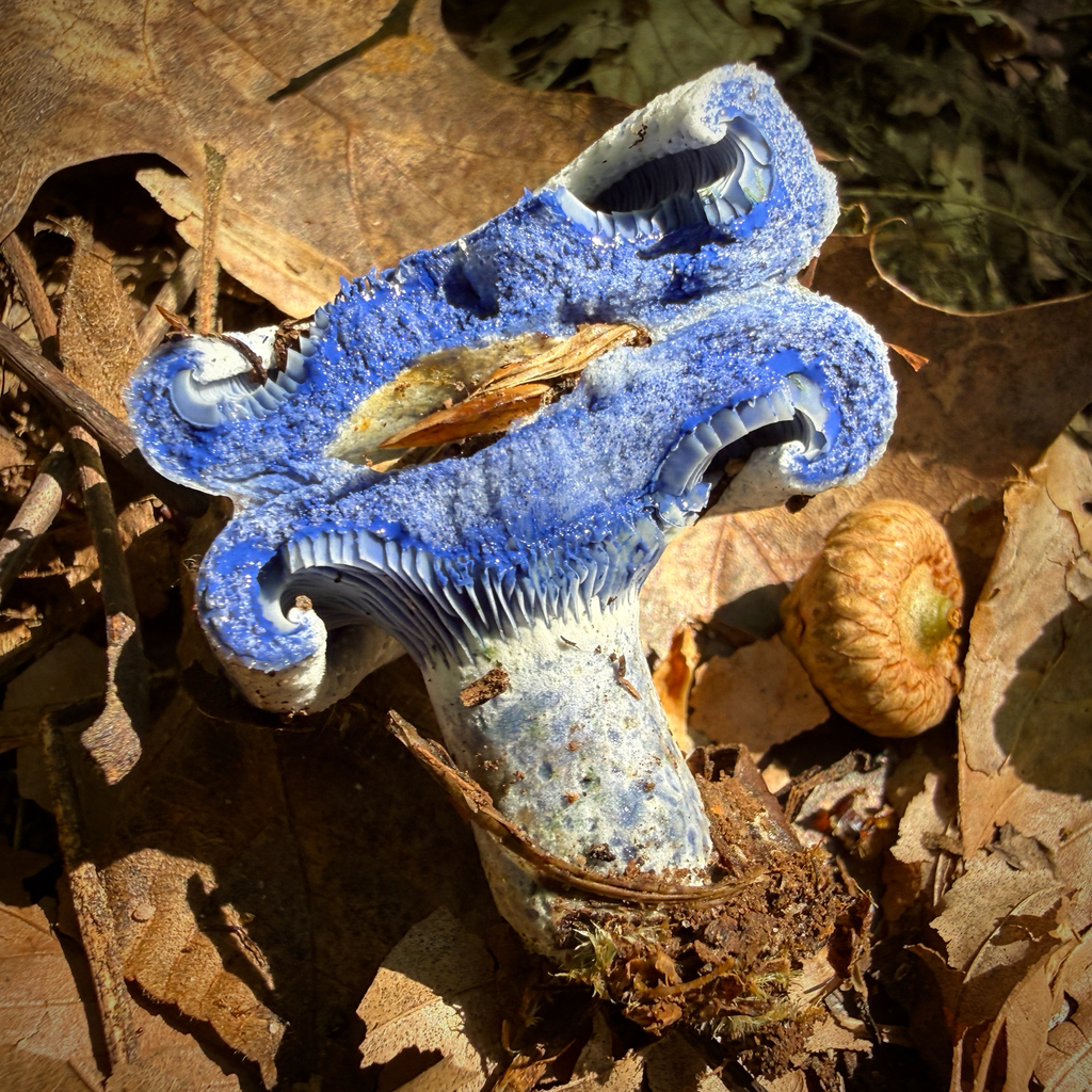 indigo milk cap · June 2026 · photo: Photo: (c) Caroline Kane, some rights reserved (CC BY) · iNaturalist