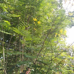 Caesalpinia pulcherrima flava