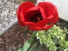 Tulipa