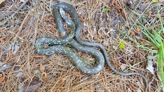 Coluber constrictor anthicus