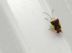 Elasmostethus nubilus