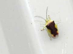 Elasmostethus nubilus