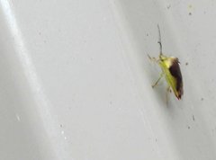 Elasmostethus nubilus