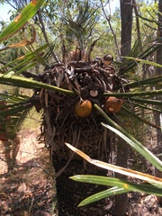 Cycas megacarpa