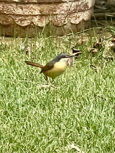 Ashy Prinia