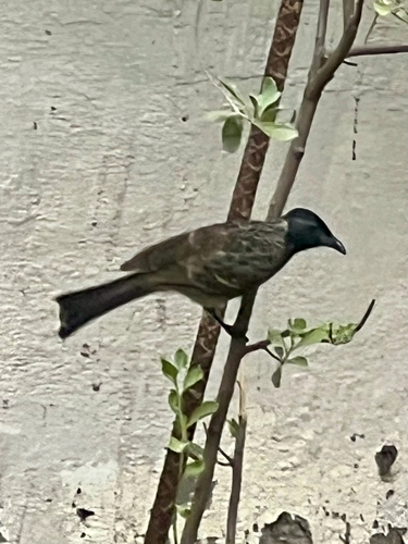Red-vented Bulbul