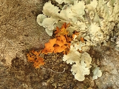 Teloschistes velifer