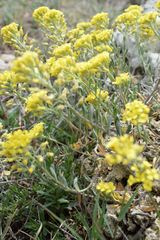 Alyssum trichostachyum