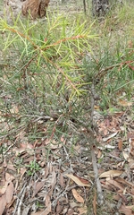 Hakea decurrens physocarpa