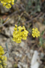 Alyssum trichostachyum