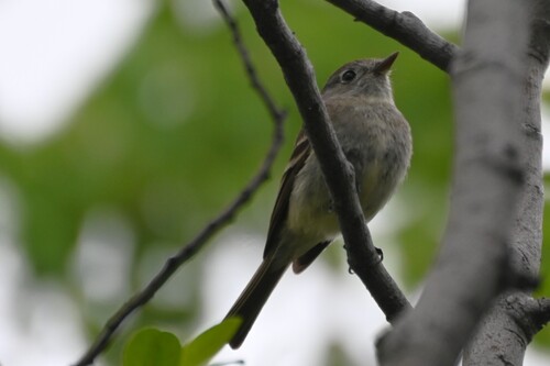 American Dusky Flycatcher (Empidonax oberholseri), photo 6
