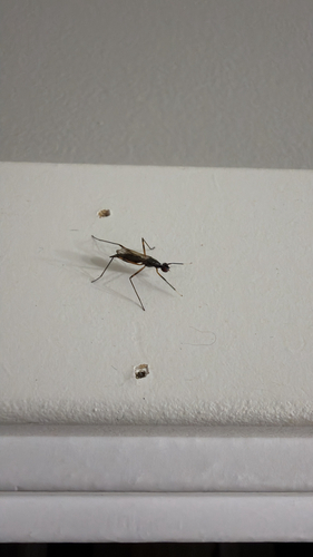 Rainieria antennaepes