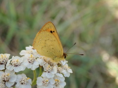 Lycaena 'canterbury common copper'