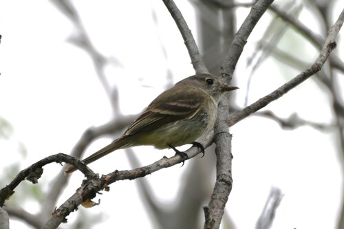 American Dusky Flycatcher (Empidonax oberholseri), photo 7
