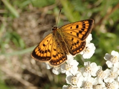 Lycaena 'canterbury common copper'