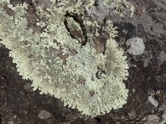 Flavoparmelia haysomii