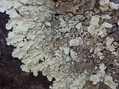 Flavoparmelia haysomii