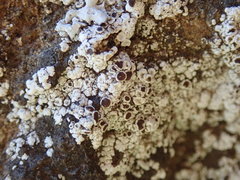 Lecanora pseudistera