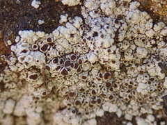 Lecanora pseudistera