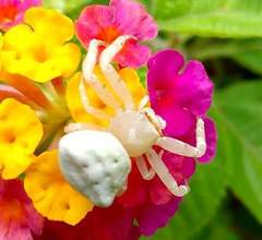 Thomisidae