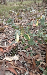 Correa reflexa reflexa