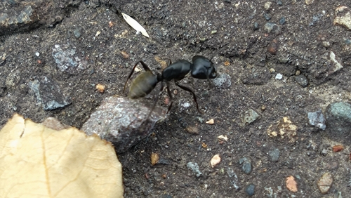 Japanese Carpenter Ant