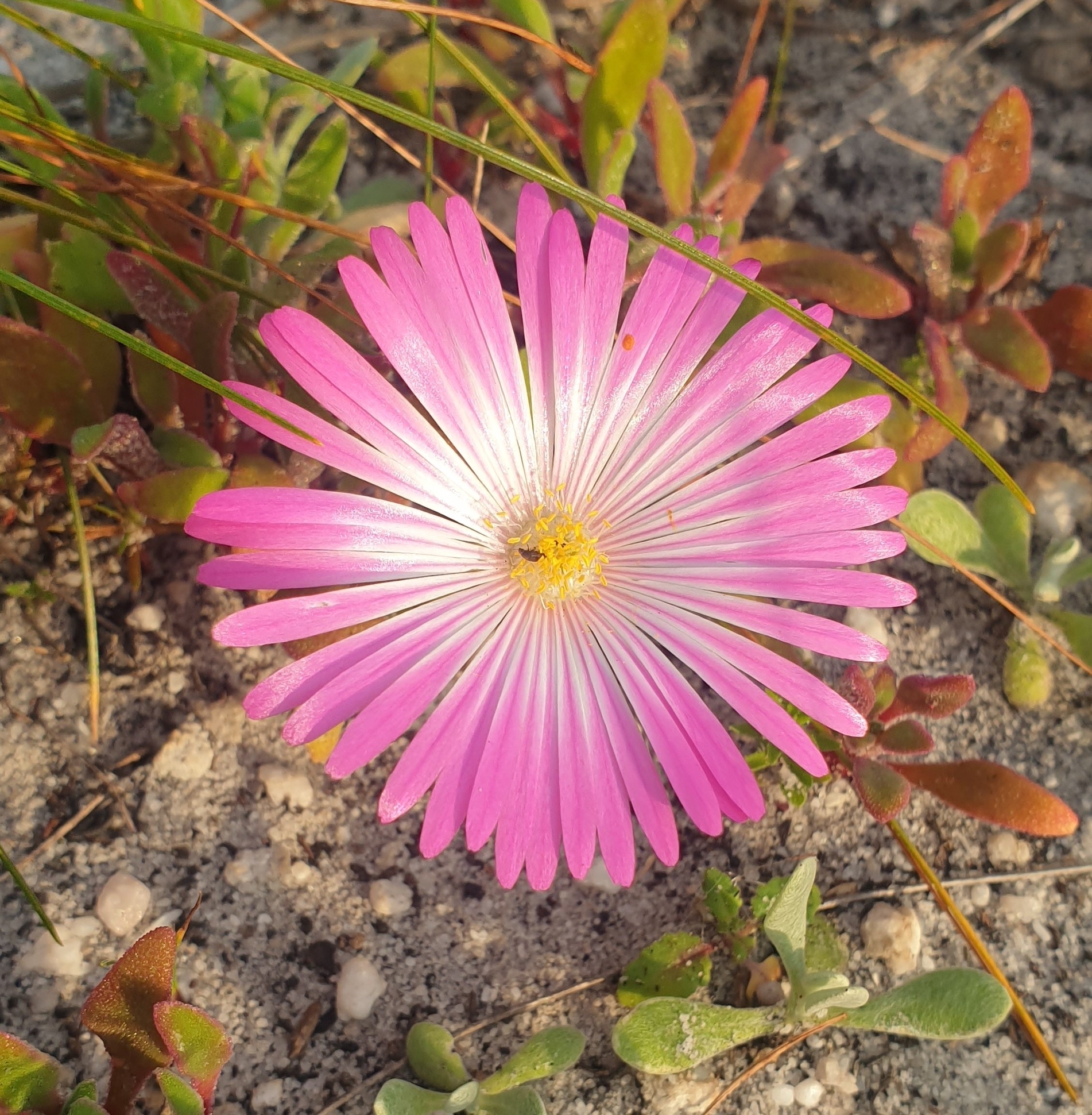 Imagem de margarida-do-cabo