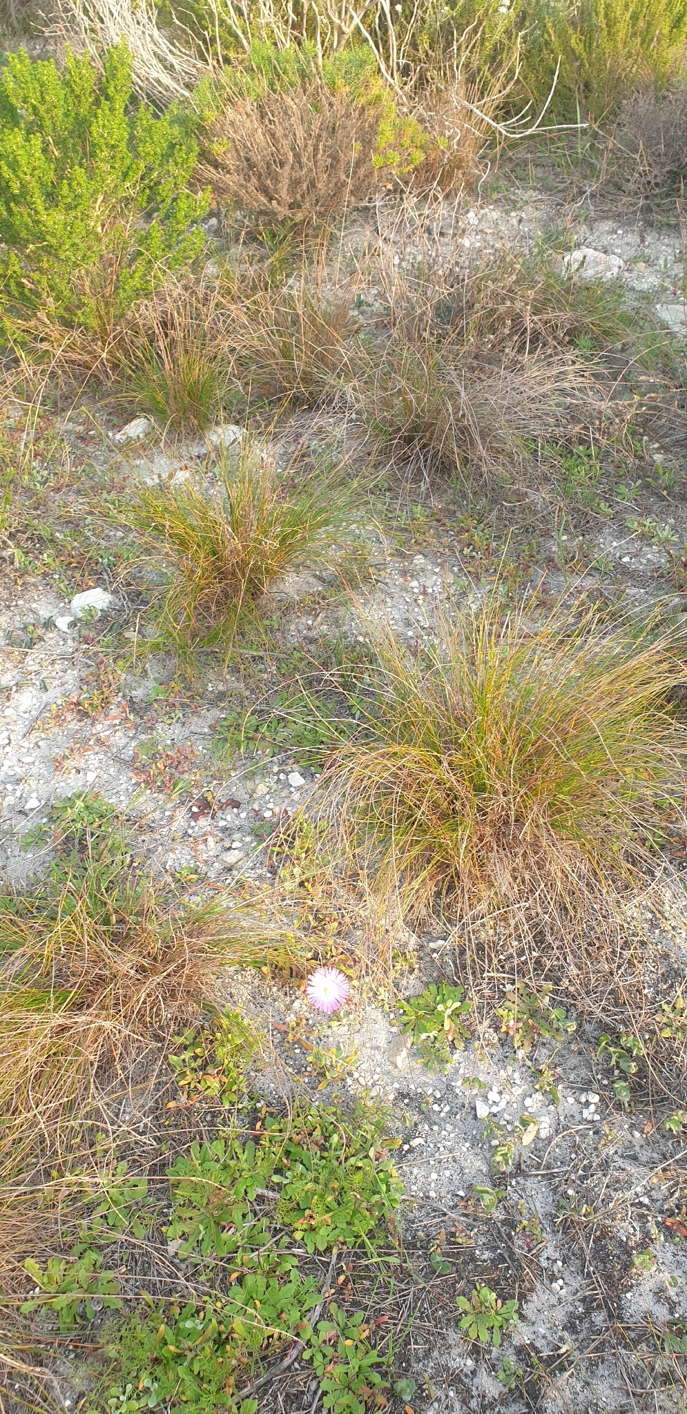 Imagem de margarida-do-cabo