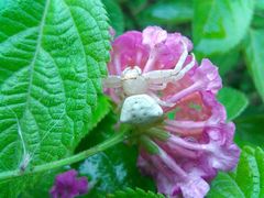Thomisidae