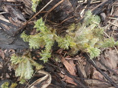 Cirsium kamtschaticum