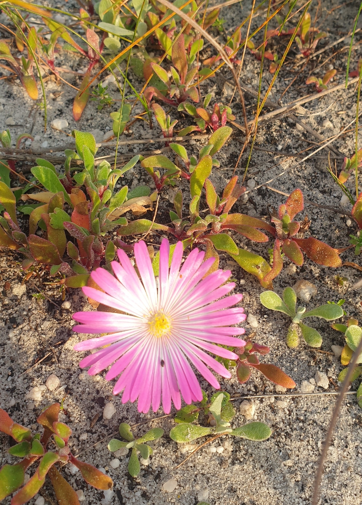 Imagem de margarida-do-cabo