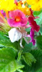 Thomisidae