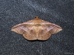 Tiruvaca subcostalis