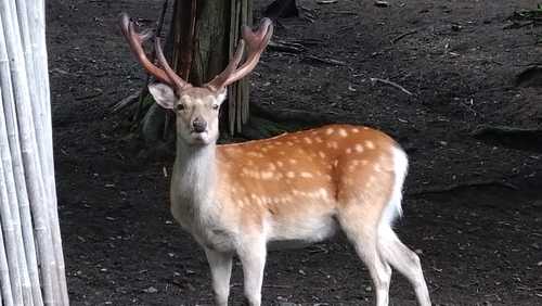 Hokkaido Sika Deer