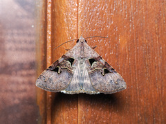 Avatha bubo