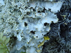 Podostictina pickeringii