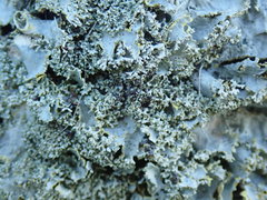 Podostictina pickeringii