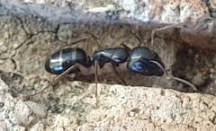 Camponotus bertolonii