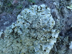 Podostictina pickeringii