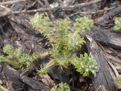 Cirsium kamtschaticum